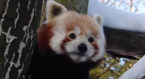 Le zoo de Lille rouvre ses portes ce week-end