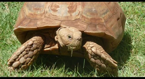 Un an de prison ferme pour le voleur des tortues du zoo de Lille 