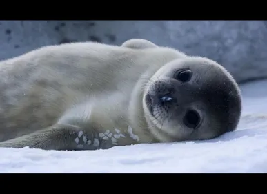 Abbeville (80) : le centre de soins pour les phoques ne rouvrira...