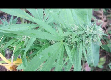 Waziers (59) : une centaine de pieds de cannabis découverts dans...