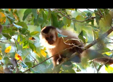Mons-en-Baroeul (59) : un singe en liberté capturé dans un jardin