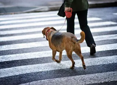 A Amiens le manque de propreté et d'hygiène dans les rues va...