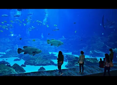 Boulogne-sur-Mer (62) : Nausicaa s'apprête à accueillir le plus...