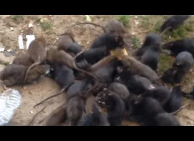 La prison de Sequedin va devoir se débarrasser de ses rats