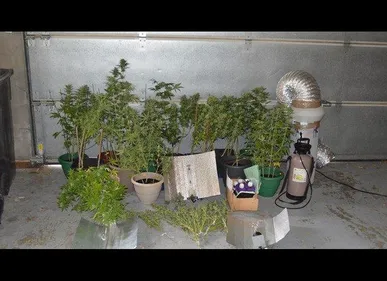 Bertaucourt-Épourdon (02) : 41 pieds de cannabis saisis chez un...