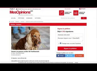 Sequedin : mobilisation autour d'un cocker menacé d'euthanasie