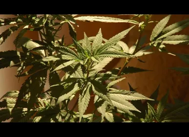 Métropole lilloise : nouvelle découverte de plantation de cannabis