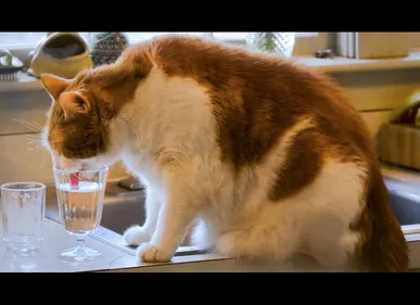 Valenciennes : un bar à chats ouvre ses portes aujourd'hui