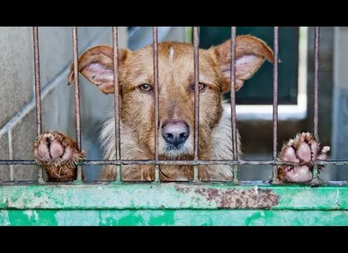 Beaurevoir (02) : une quarantaine de chiens saisie pour maltraitance