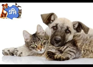 Laon : des niches et des caisses pour chats dérobés à la SPA