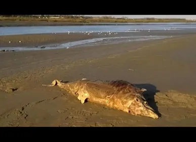 Etaples : un dauphin retrouvé échoué en baie de Canche