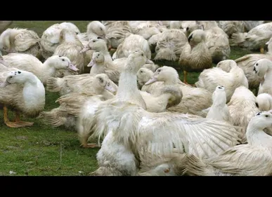 Grippe aviaire : premier cas détecté dans le Pas-de-Calais