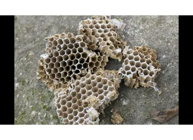 Tracy-le-Val (60) : un nid de frelons asiatiques détruit