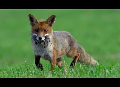 Elincourt-Sainte-Marguerite (60) : Cinq renards porteurs de la gale...
