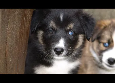 Bosmont-sur-Serre (02) : une quinzaine de chiots d'un élevage...