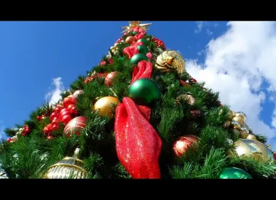 Que faire de votre sapin après les fêtes ?