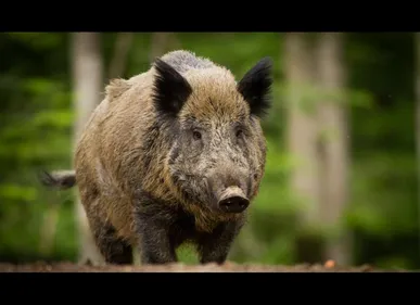 Ardennes : un chasseur grièvement blessé par un sanglier