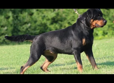 Saint-Aubin (02) : une fillette tuée par un chien