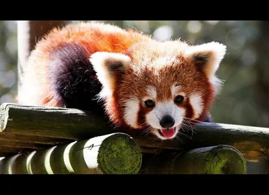 Le zoo d'Amiens réouvre ses portes aujourd'hui pour une nouvelle...