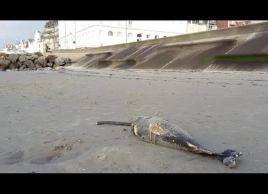 Wimereux : un dauphin découvert sans vie sur la plage