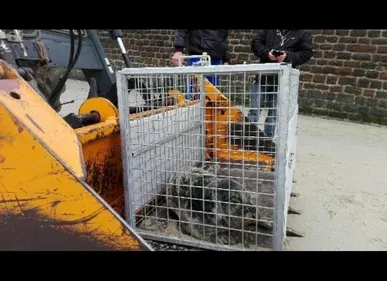 Un bébé phoque retrouvé au Portel, à l’hoverport