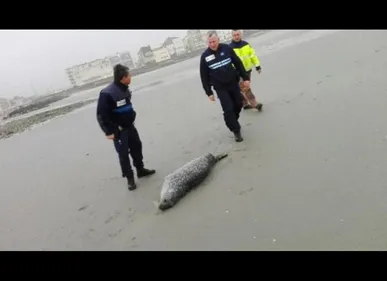Wimereux : Un phoque entre la vie et la mort retrouvé échoué sur la...