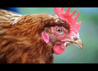 Poulets morts dans le Dunkerquois : le risque de grippe aviaire écarté