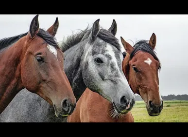 Oye-Plage (62) : des chevaux placés en quarantaine après la...