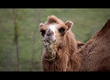 Roubaix : deux chameaux en liberté s'offrent une balade dominicale...