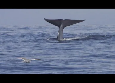 Saint-Omer (62) : le jeu suicidaire "Blue Whale Challenge" déjà...