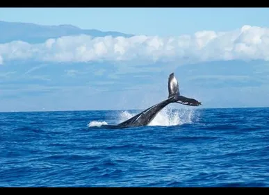 Blue Whale Challenge : une adolescente tente de se pendre pour...