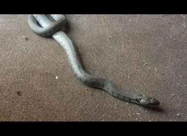 Une habitante de Francilly-Selency reçoit la visite d'un serpent