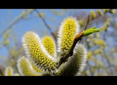 Hauts-de-France : gare aux allergies aux pollen !