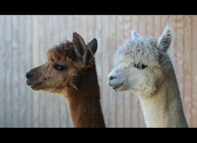 Saint-Quentin (02) : deux nouveaux pensionnaires au Parc d'Isle