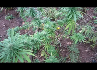 Valenciennois : près de 750 plants de cannabis découverts dans un...