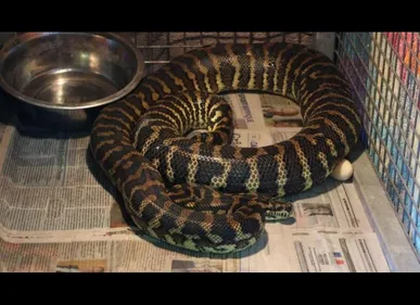 Courchelettes (59) : Un python découvert dans un bois