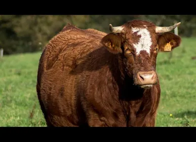 Nord : un agriculteur grièvement blessé par son taureau