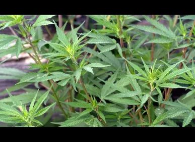 Une plantation de cannabis découverte dans une maison près de Lille