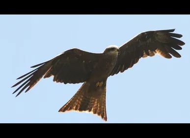 Oise : un homme grièvement blessé aux yeux par un rapace pendant...