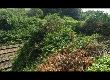 Lille, : Un arbre tombe près d’une voie TER à cause du vent, la...