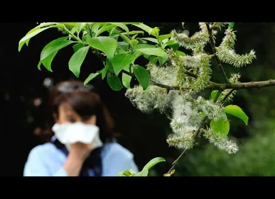 Hauts-de-France : des risques d'allergies au pollen jusqu'en septembre
