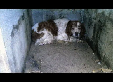 Maizicourt (80): un Epagneul Breton sauvé après 9 ans passé dans un...