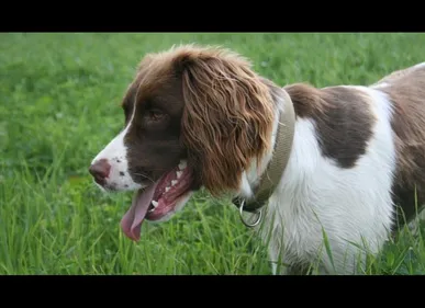 Samer : une petite fille gravement mordue par un chien dans le café...