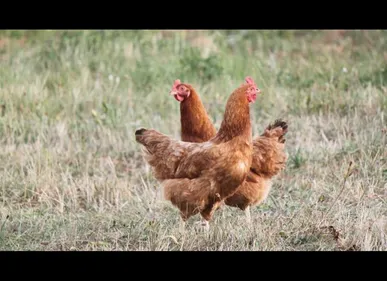 Grippe aviaire : plus de 200 poules abattues dans une exploitation...