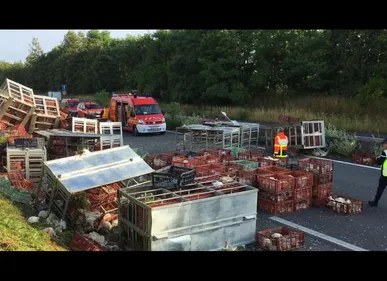 Aisne : un camion se renverse et perd ses 7000 poulets