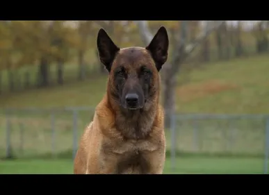 Calais : une fillette mordue au visage par un chien