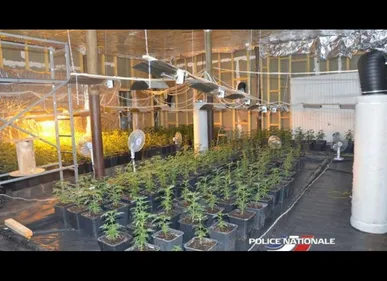 Tourcoing : 800 pieds de cannabis découverts dans un hangar