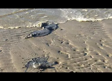 Nord : des galettes de fuel retrouvées sur une plage