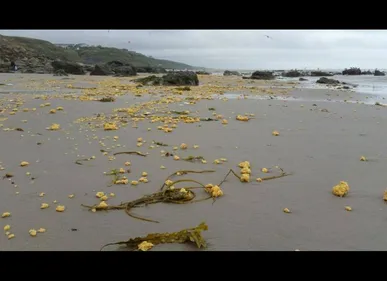 Pollution sur la Côte d'Opale : des communes portent plainte