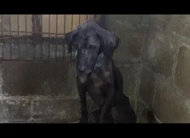 Houchin : une chienne retrouvée abandonnée dans une cave depuis au...